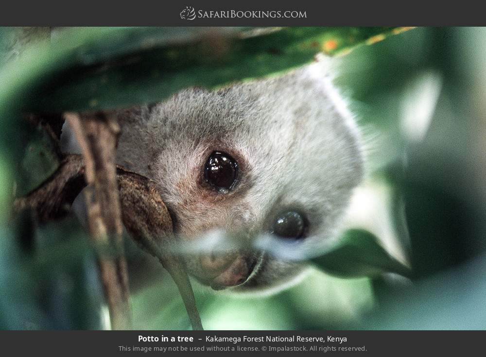 Potto in a tree in Kakamega Forest, Kenya