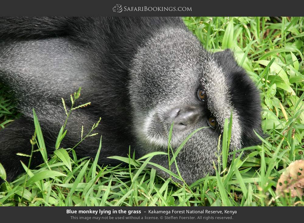 Blue monkey lying in the grass in Kakamega Forest, Kenya