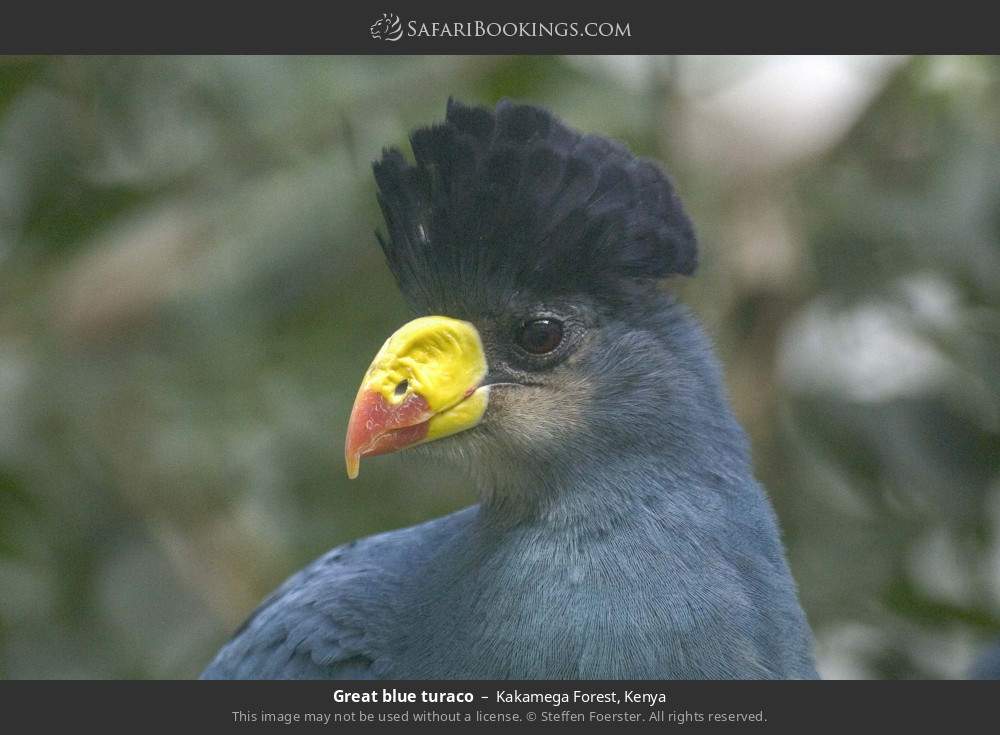 Great blue turaco in Kakamega Forest, Kenya