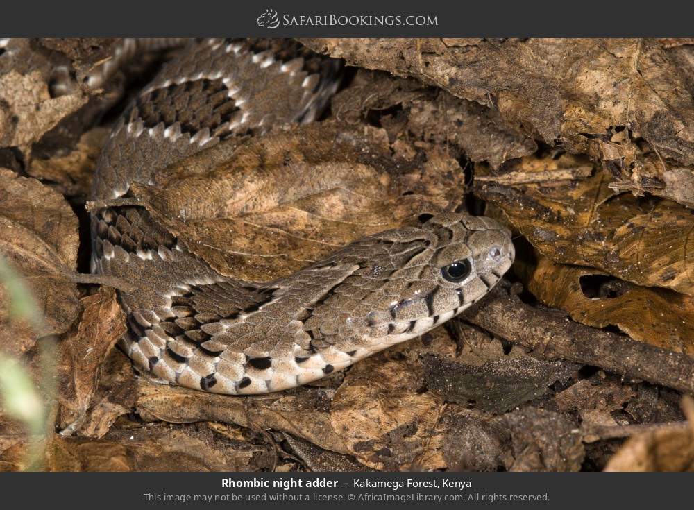 Rhombic night adder in Kakamega Forest, Kenya