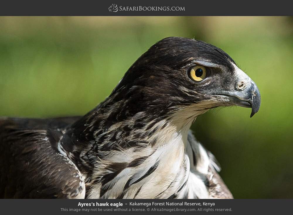 Ayres’s hawk eagle in Kakamega Forest, Kenya