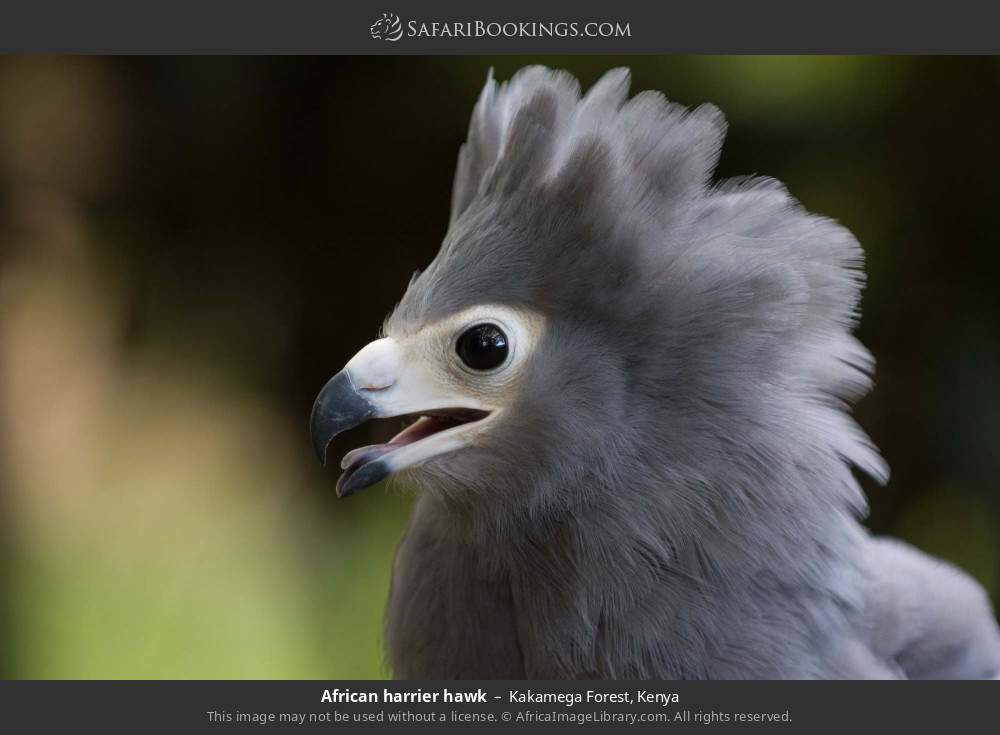 African harrier hawk in Kakamega Forest, Kenya