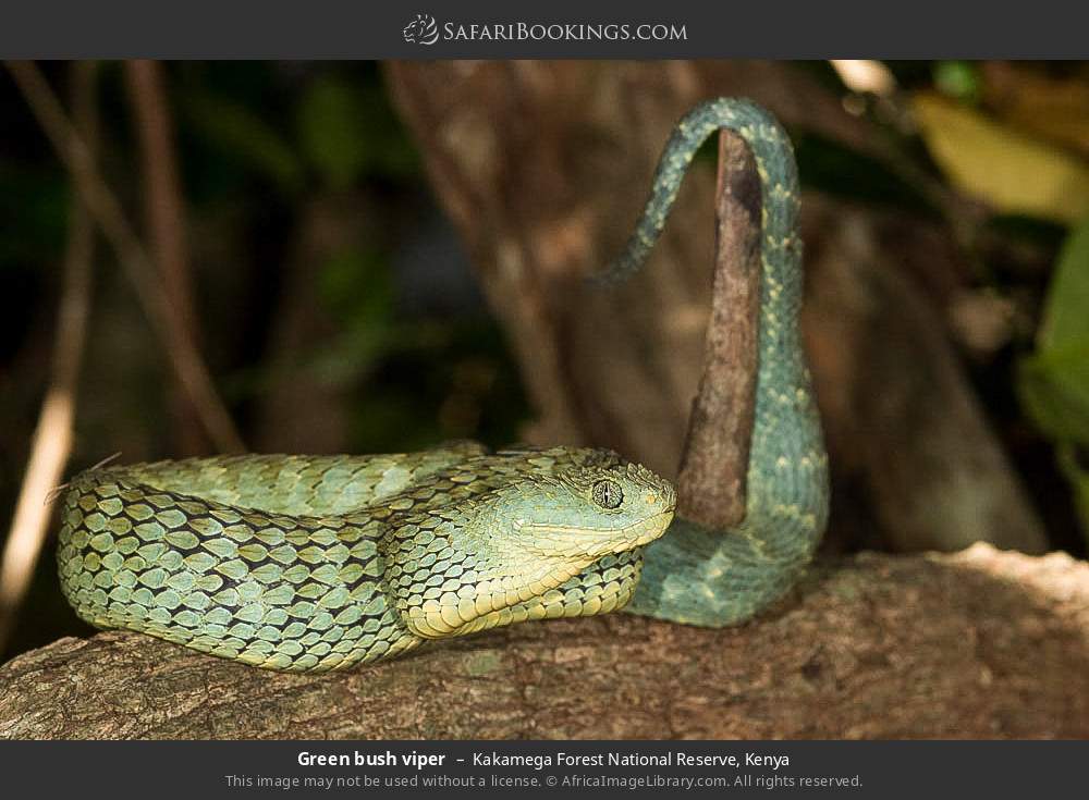 Green bush viper in Kakamega Forest, Kenya