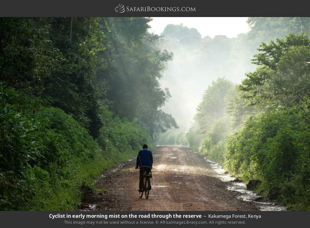 Cyclist in early morning mist on the road through the reserve in Kakamega Forest, Kenya