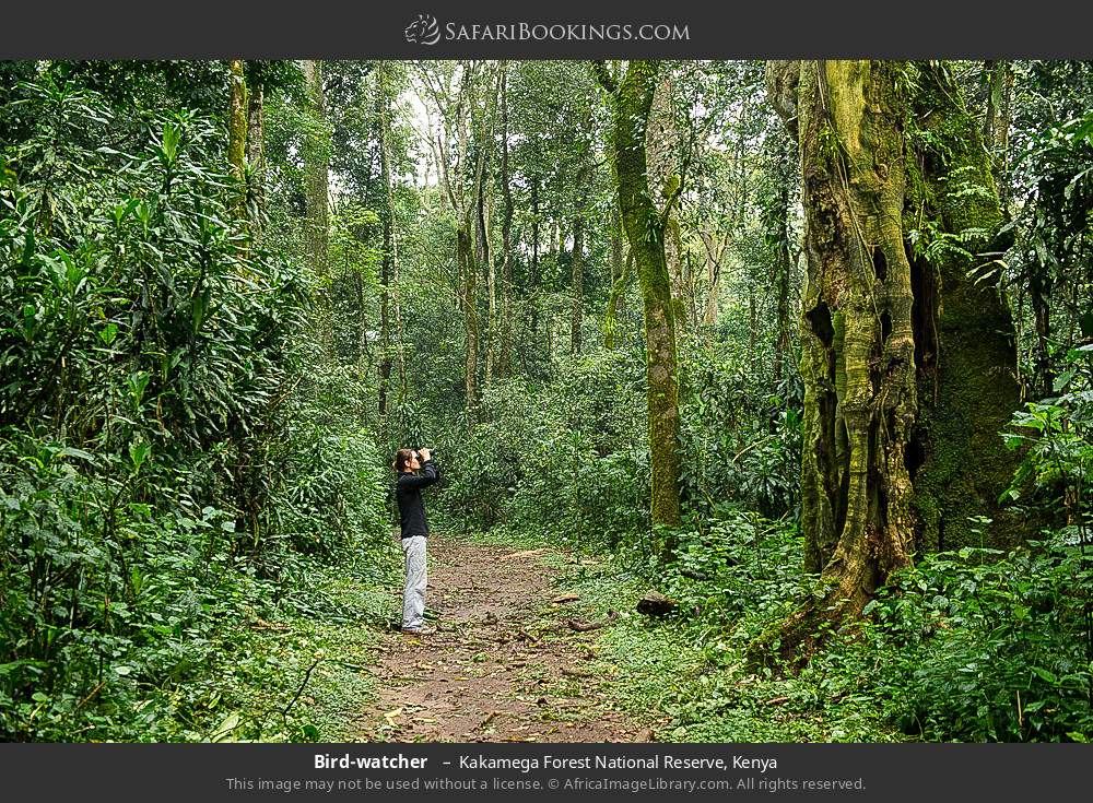 Bird-watcher in Kakamega Forest, Kenya