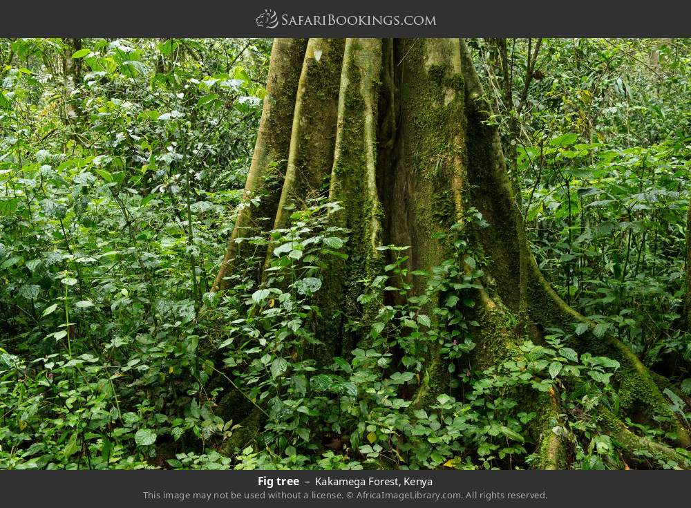 Fig tree in Kakamega Forest, Kenya