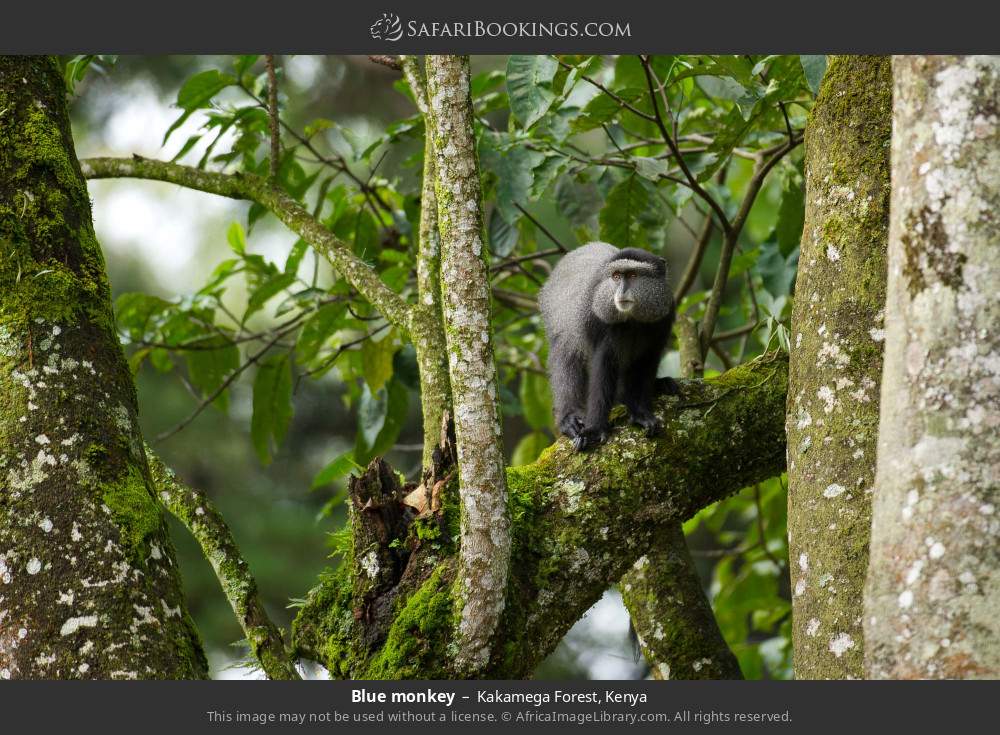 Blue monkey in Kakamega Forest, Kenya