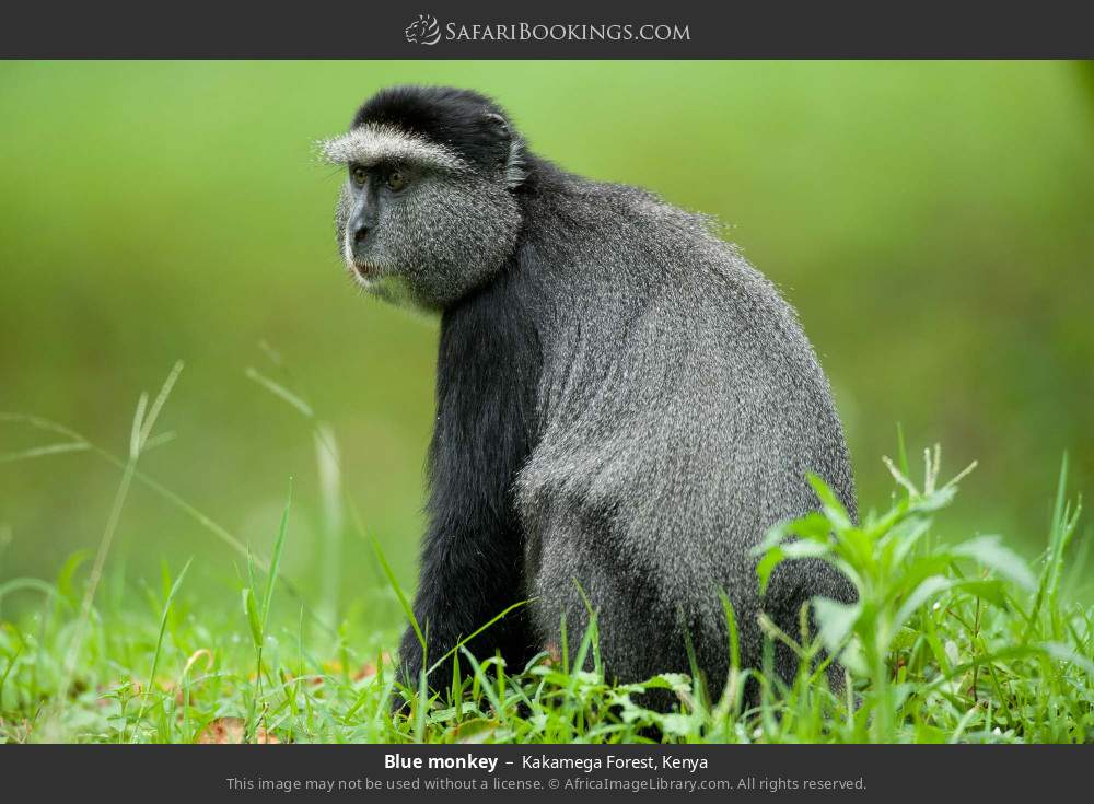 Blue monkey in Kakamega Forest, Kenya