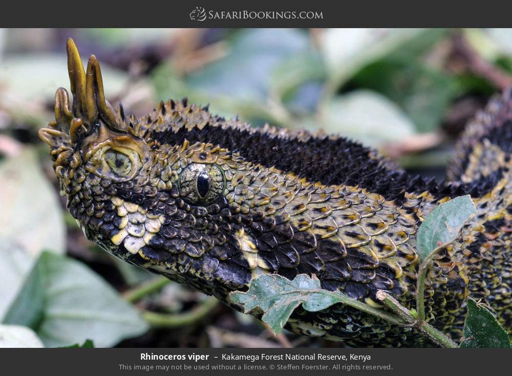 Rhinoceros viper in Kakamega Forest, Kenya