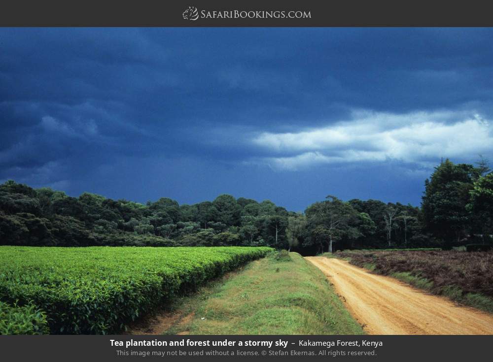 Tea plantation and forest under a stormy sky in Kakamega Forest, Kenya