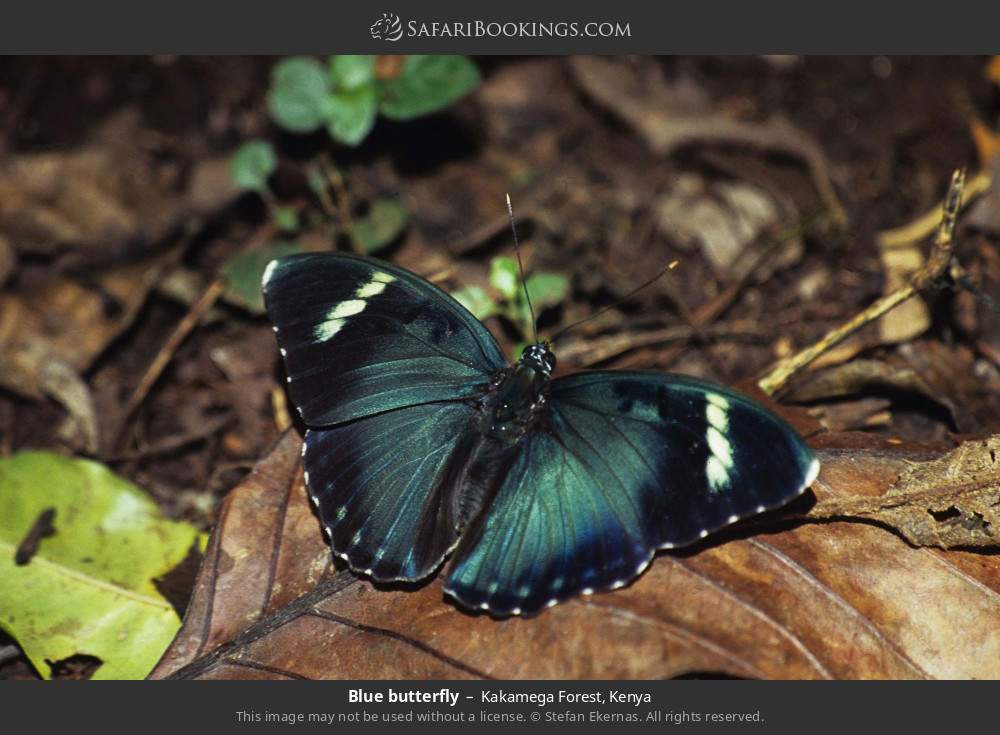 Blue butterfly in Kakamega Forest, Kenya