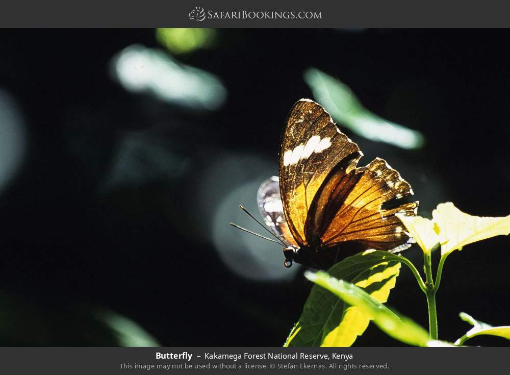 Butterfly in Kakamega Forest, Kenya