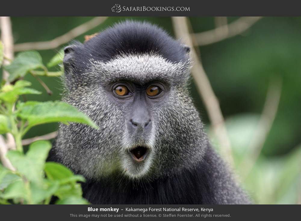 Blue monkey in Kakamega Forest, Kenya