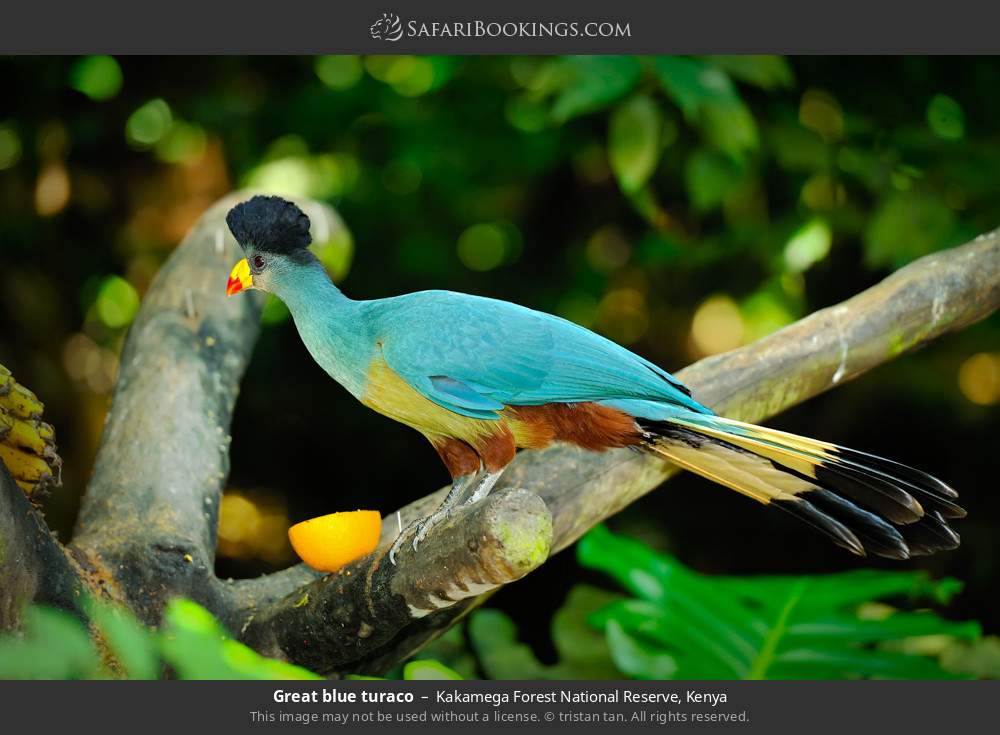 Great blue turaco in Kakamega Forest, Kenya