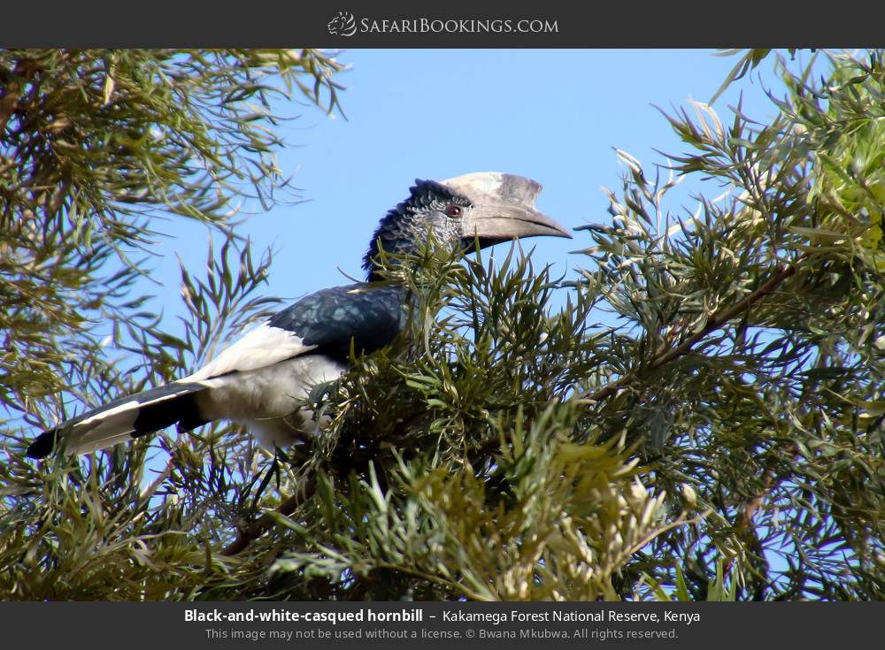 Black-and-white-casqued hornbill in Kakamega Forest, Kenya