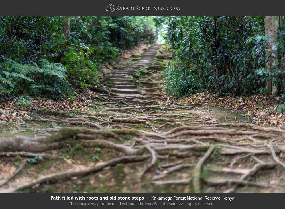 Path filled with roots and old stone steps  in Kakamega Forest, Kenya