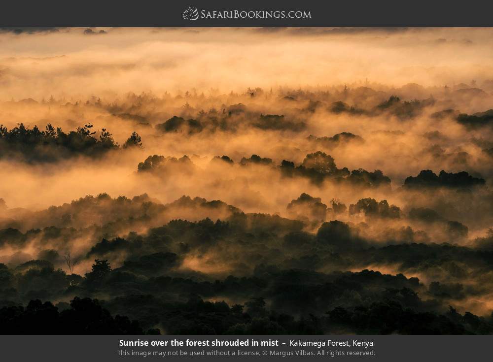 Sunrise over the forest shrouded in mist in Kakamega Forest, Kenya