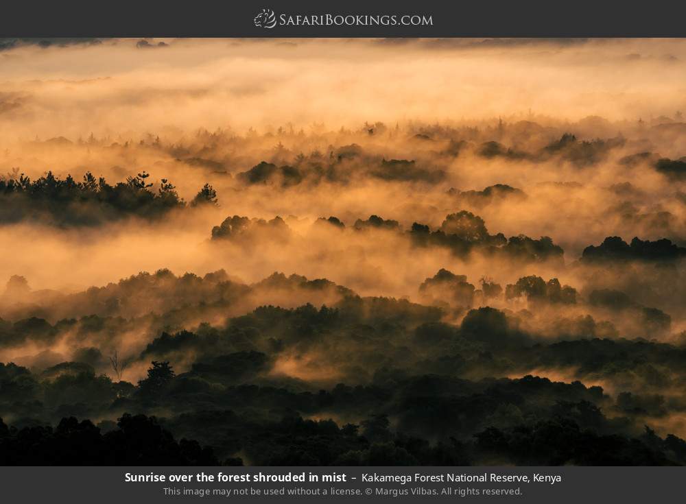 Sunrise over the forest shrouded in mist in Kakamega Forest, Kenya