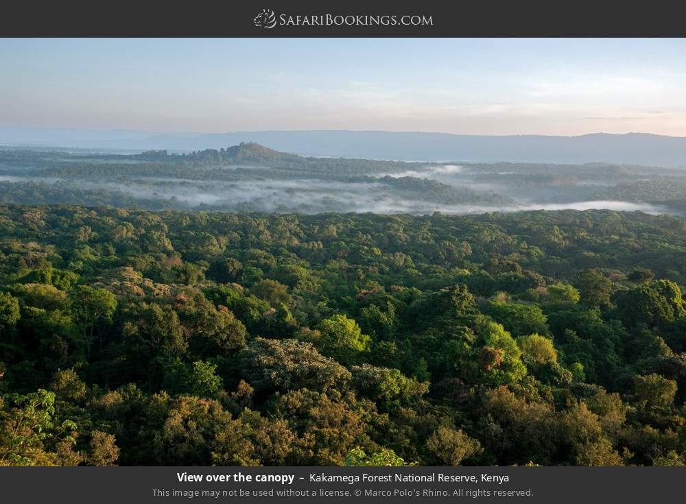 View over the canopy in Kakamega Forest, Kenya