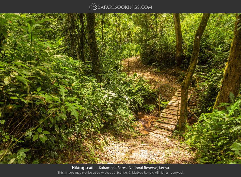 Hiking trail in Kakamega Forest, Kenya