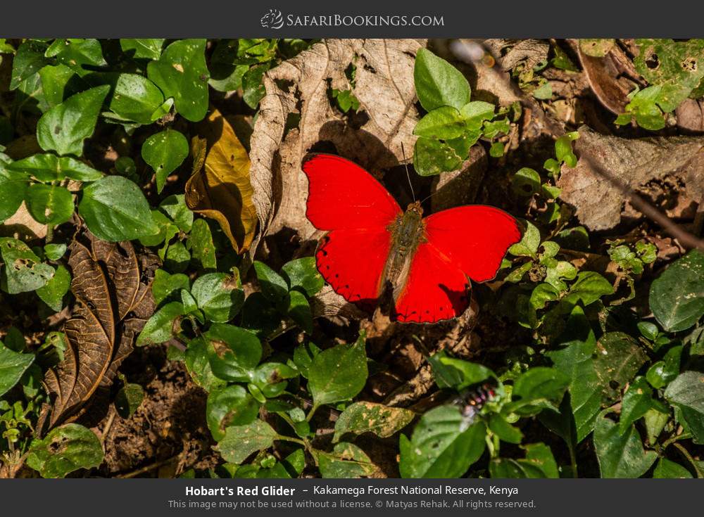 Hobart's red glider butterfly  in Kakamega Forest, Kenya