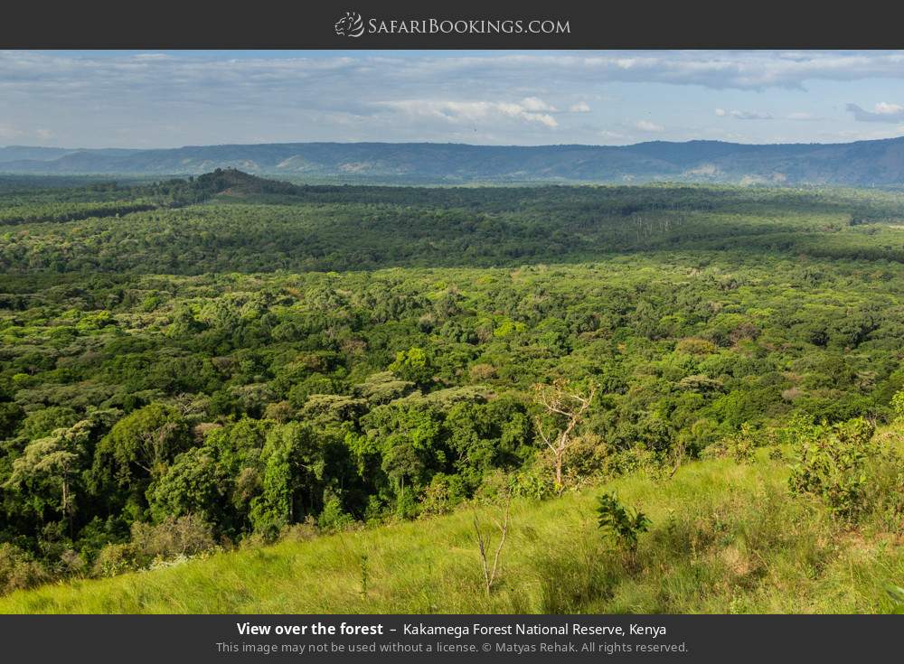 View over the forest in Kakamega Forest, Kenya