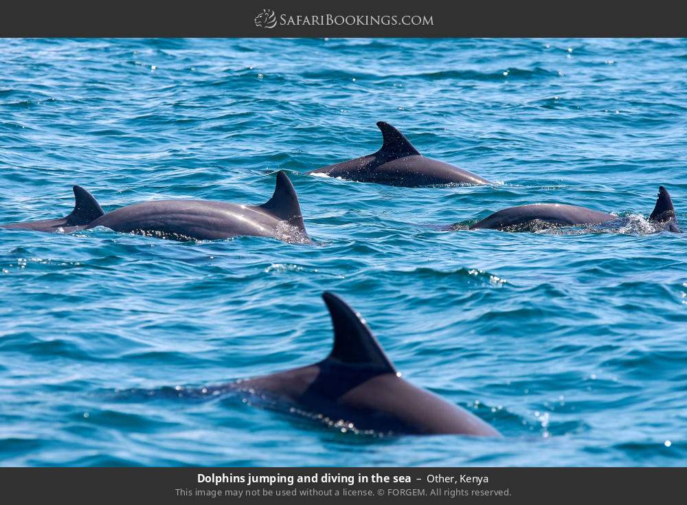 Dolphins in the sea in Other, Kenya