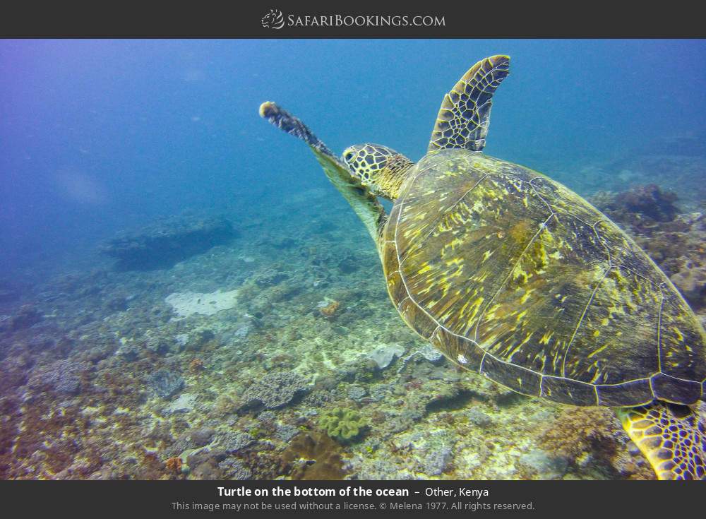 Turtle on the bottom of the ocean in Other, Kenya