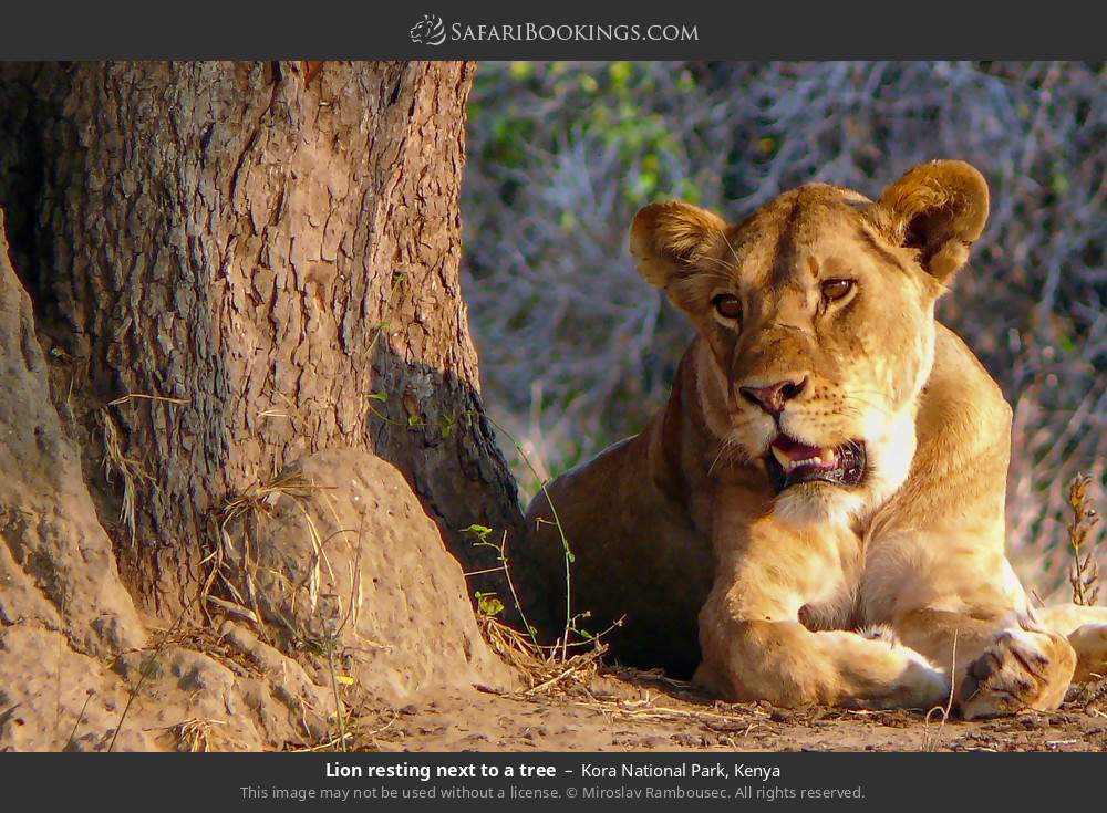 Lion resting next to a tree in Kora National Park, Kenya