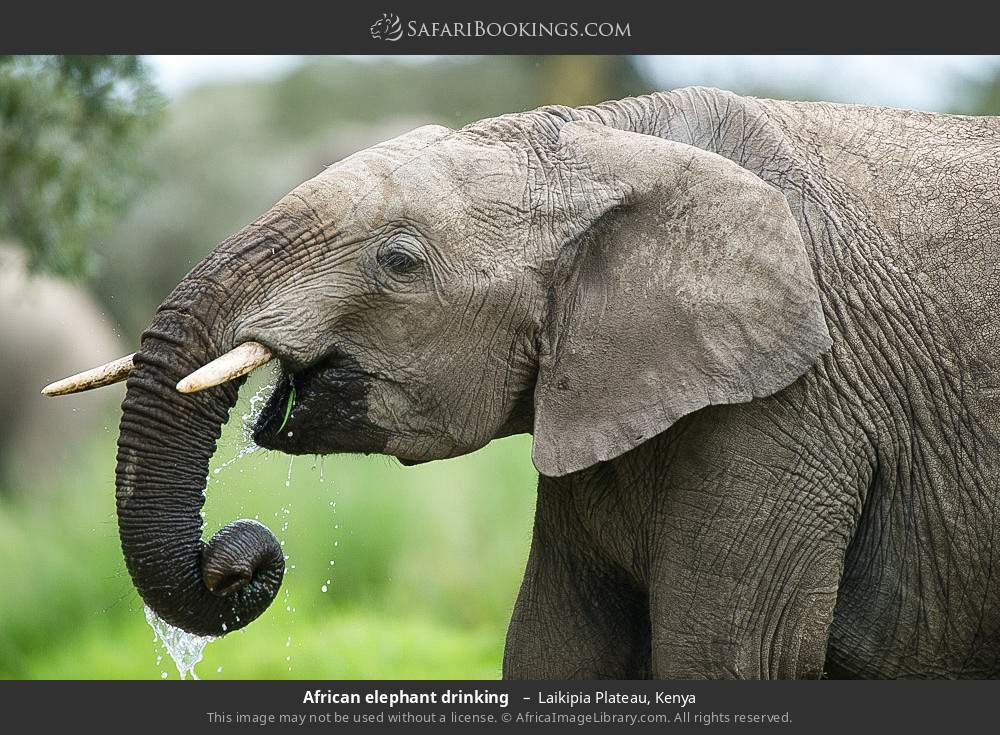 African elephant drinking in Laikipia Plateau, Kenya