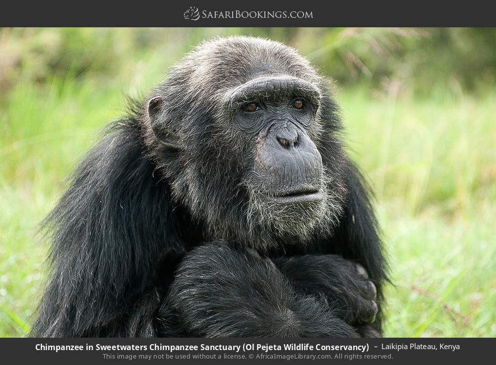 Chimpanzee at Sweetwaters Chimpanzee Sanctuary, Ol Pejeta Conservancy in Laikipia Plateau, Kenya
