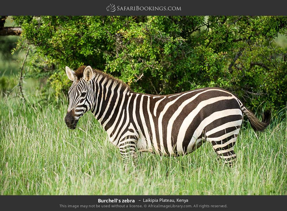 Plains zebra in Laikipia Plateau, Kenya