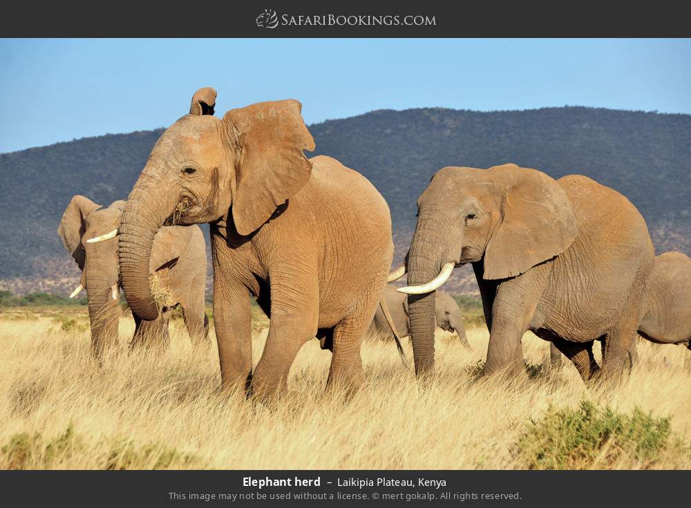 Elephant herd in Laikipia Plateau, Kenya