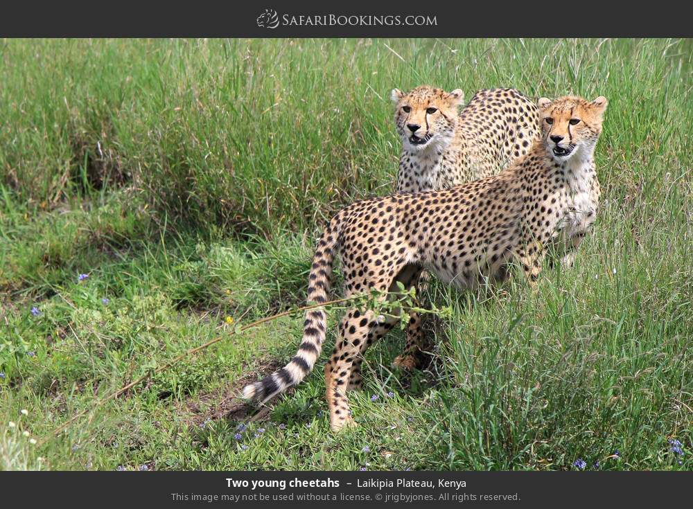 Two young cheetahs in Laikipia Plateau, Kenya