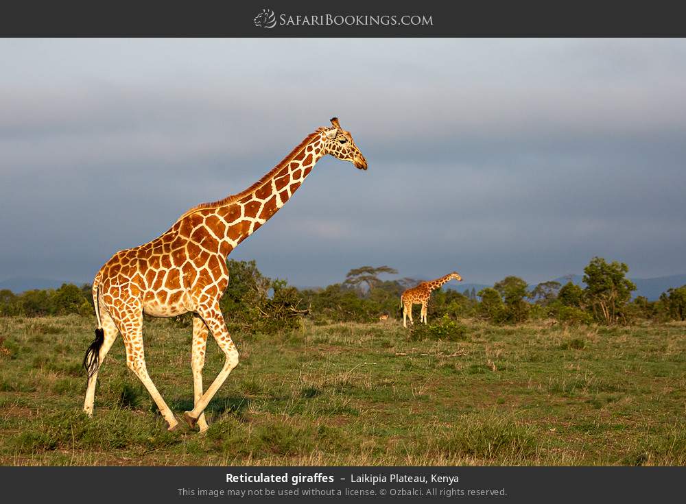 Reticulated giraffes in Laikipia Plateau, Kenya