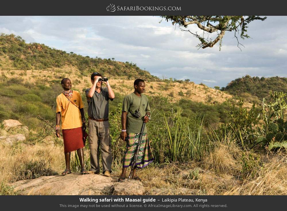 Walking safari with Maasai guides in Laikipia Plateau, Kenya