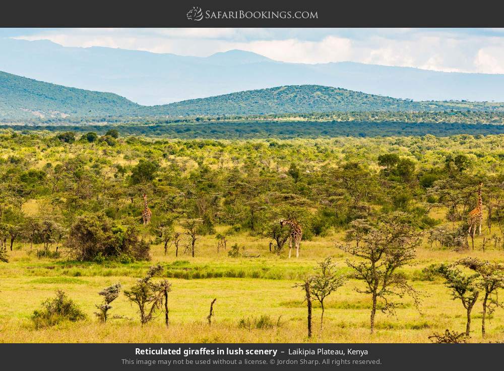 Reticulated giraffes in lush scenery in Laikipia Plateau, Kenya