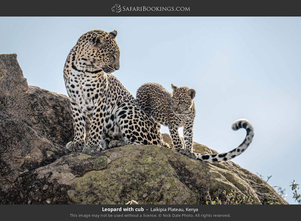 Leopard with cub in Laikipia Plateau, Kenya