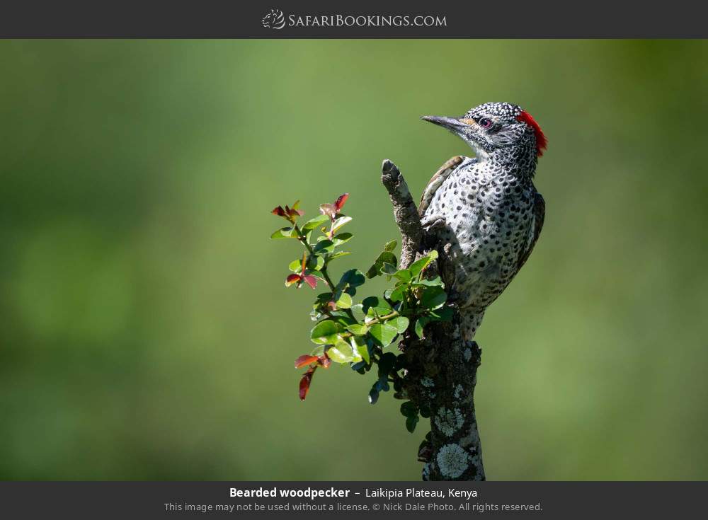 Bearded woodpecker in Laikipia Plateau, Kenya