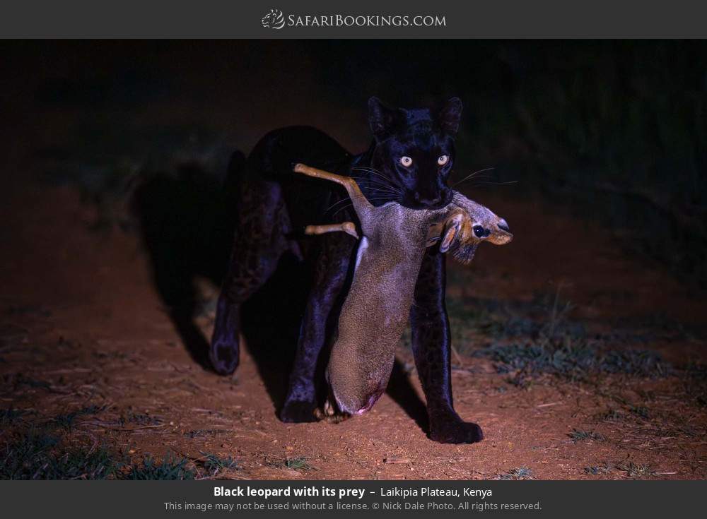 Black leopard with its prey in Laikipia Plateau, Kenya