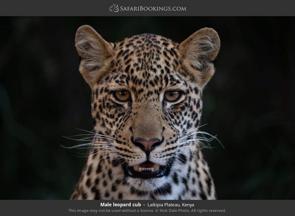 Male leopard cub in Laikipia Plateau, Kenya