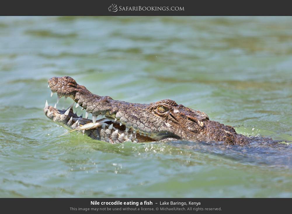 Nile crocodile eating a fish in Lake Baringo, Kenya