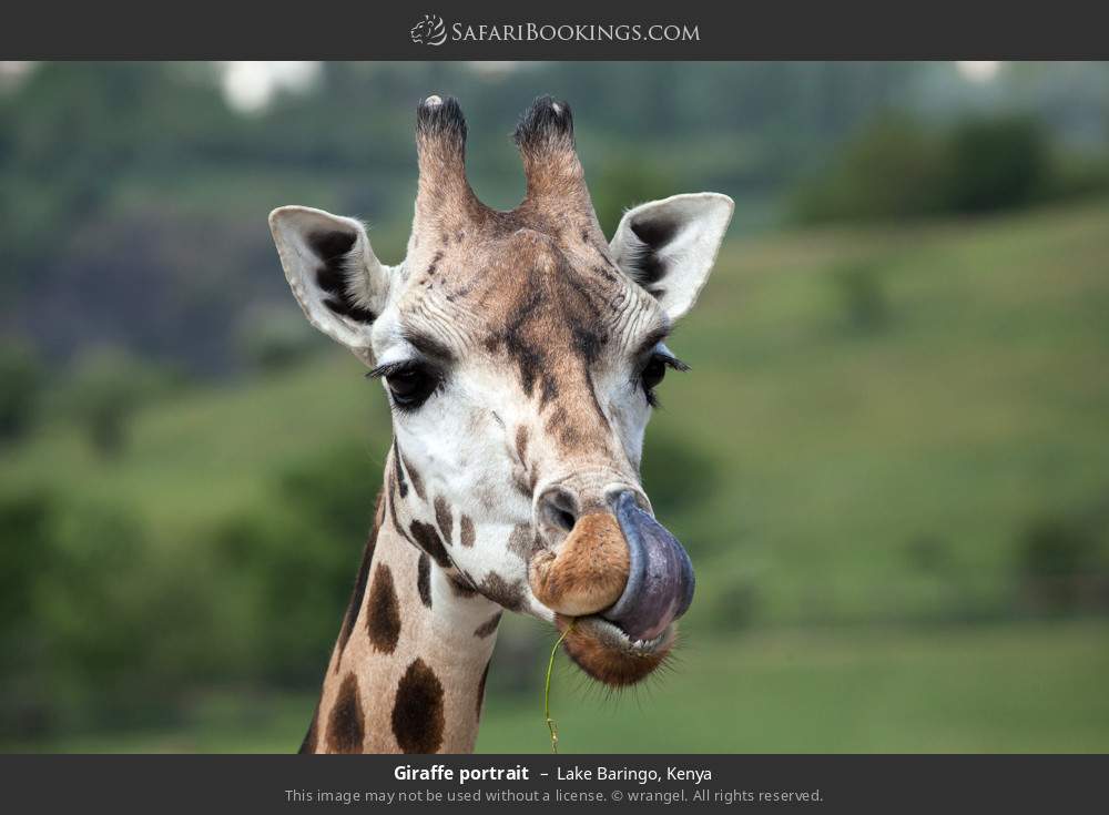 Giraffe portrait in Lake Baringo, Kenya