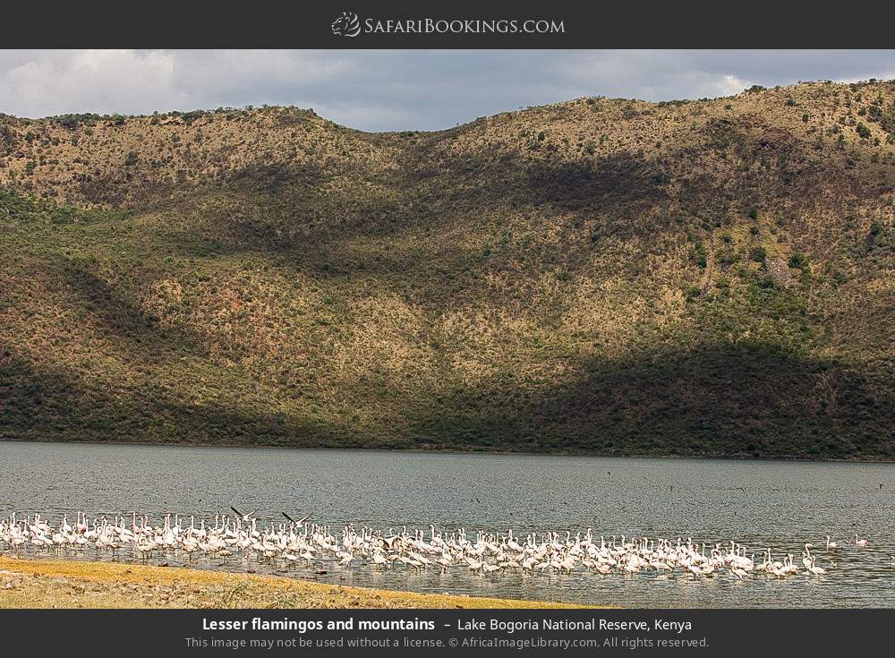 Lesser flamingos and mountains in Lake Bogoria National Reserve, Kenya