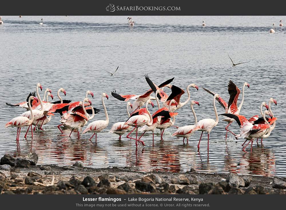 Lesser flamingos in Lake Bogoria National Reserve, Kenya