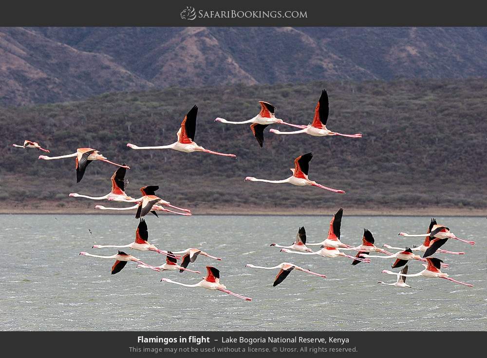 Flamingos in flight in Lake Bogoria National Reserve, Kenya
