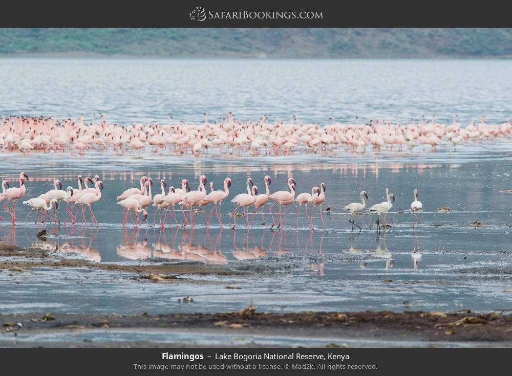 Flamingos in Lake Bogoria National Reserve, Kenya