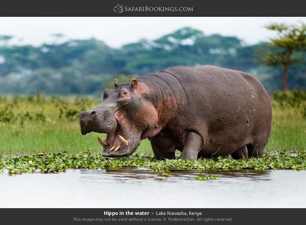 Hippo in the water in Lake Naivasha, Kenya