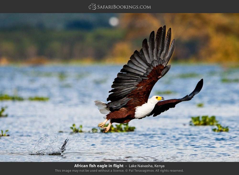 African fish eagle in flight in Lake Naivasha, Kenya