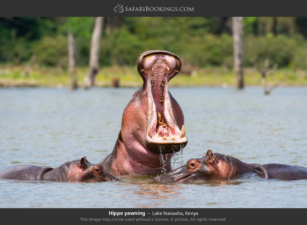 Hippo yawning in Lake Naivasha, Kenya